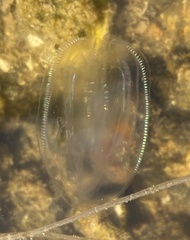 Mnemiopsis leidyi