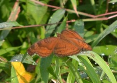 Junonia hedonia