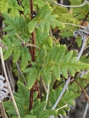 Cheilanthes distans