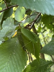 Pterophylla camellifolia