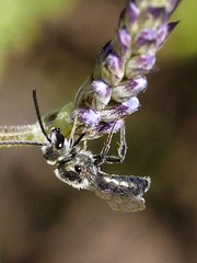 Lasioglossum viride