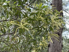 Acacia leiocalyx
