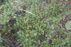 Cotoneaster horizontalis