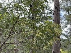 Acacia leiocalyx
