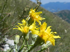 Crepis lacera