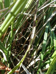 Dianella brevicaulis