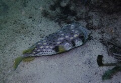 Dicotylichthys punctulatus