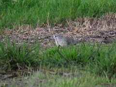 Geopelia placida