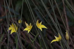 Caladenia flava flava