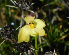 Thelymitra antennifera