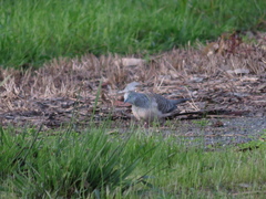 Geopelia placida