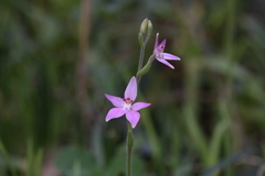 Caladenia latifolia