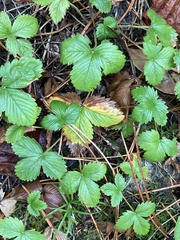 Fragaria