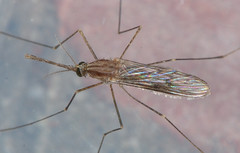 Anopheles freeborni