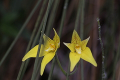 Caladenia flava flava