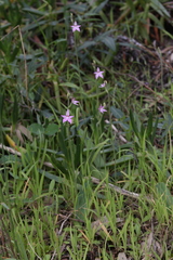 Caladenia latifolia