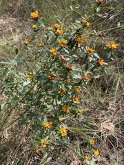 Pultenaea myrtoides