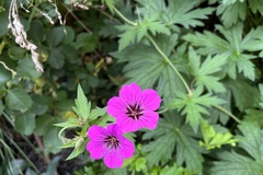 Geranium psilostemon