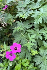 Geranium psilostemon