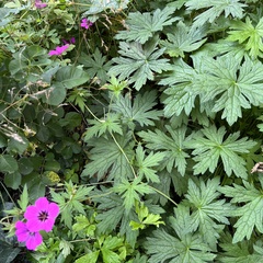 Geranium psilostemon