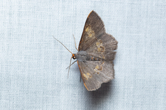 Serratophyga subangulata