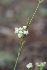 Seseli hippomarathrum
