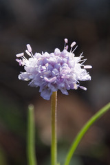 Scabiosa canescens