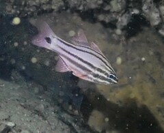 Ostorhinchus limenus