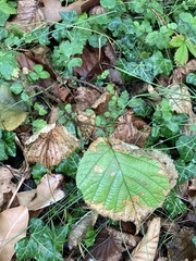 Corylus avellana