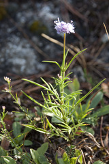 Scabiosa canescens