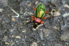 Carabus auronitens