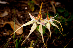 Caladenia × triangularis