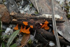 Dacrymyces spathularia