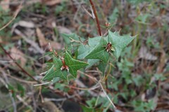 Platylobium obtusangulum