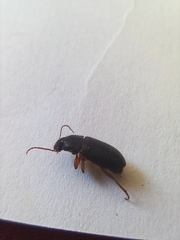 Harpalus rufipes