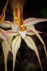 Caladenia × triangularis