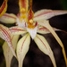 Caladenia × triangularis - Photo (c) Cal Wood, some rights reserved (CC BY), uploaded by Cal Wood