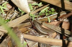 Oligosoma polychroma