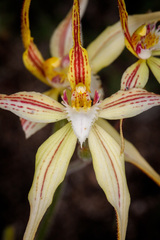 Caladenia × triangularis