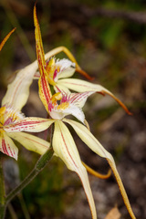 Caladenia × triangularis