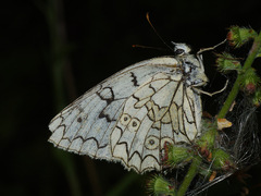 Melanargia russiae