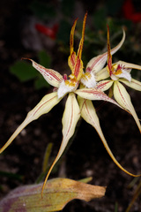 Caladenia × triangularis