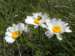 Tanacetum corymbosum