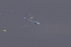 Enallagma doubledayi