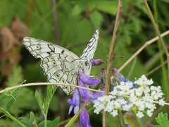 Melanargia russiae
