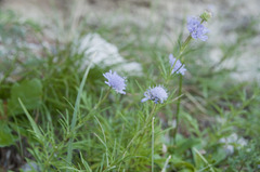 Scabiosa canescens