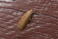 Danielithosia immaculata