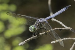 Pachydiplax longipennis