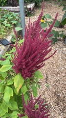 Amaranthus cruentus