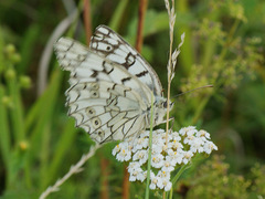 Melanargia russiae